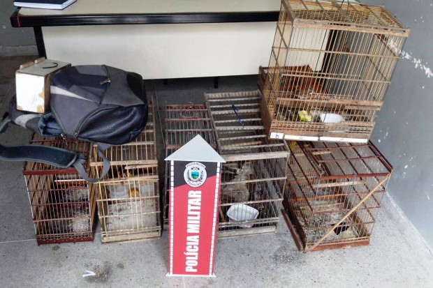 Parte do material apreendido e animais 'salvos' durante a operação.