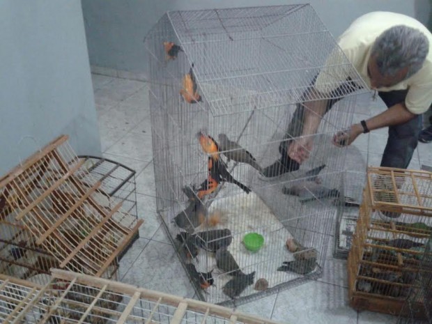 animais apreendidos