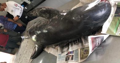 Golfinho encontrado morto em praia da Paraíba será usado em ações de educação ambiental Golfinho encontrado morto em praia da Paraíba será usado em ações de educação ambiental